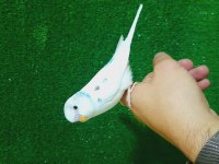 ERKEK BEBEK MUHABBET KUŞU YENİ YEME DÜŞTÜ