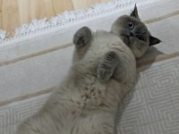 British shorthair blue point kedi sahiplendirilecektir