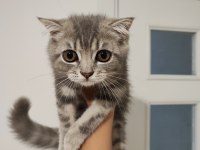 British shorthair kedimiz