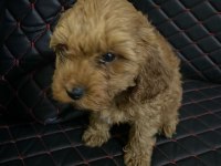 DİŞİ sevimli poodle yavrumuz