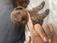 A Kalite Toy Poodle Bebeklerim