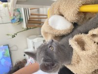 Son İki Yavru British Shorthair