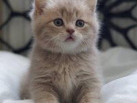 Cy11 british shorthair kedimiz