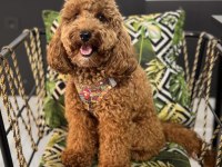 Poodle Oğlumuza Eş Arıyoruz