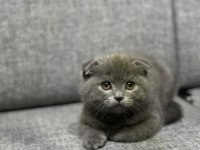 A kalite ayı surat gold british shorthair yavrular