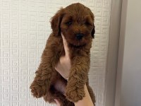 1.5-2 aylık poodle