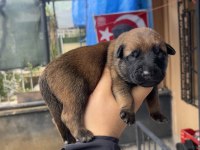 Safkan Malinois Yavruları