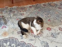 Scottish Fold Kedimiz