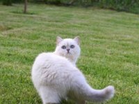 British shorthair erkek