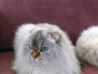 Yetişkin scottish fold dişi full secereli