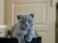 Scottish fold gri 3 aylık
