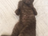 Scottish fold minnoş ev arıyor