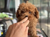 4 aylık 700 gr tea cup kore poodle ziyarete açık