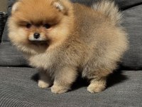 Dişi Orange Pomeranian Bebeğim Yeni Yuvaya Hazır