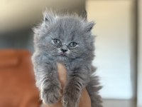 BRITISH LONGHAIR YAVRULARIM 
