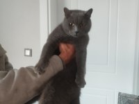 British shorthair 1,5 yaşında erkek