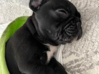 2 aylık french bulldog