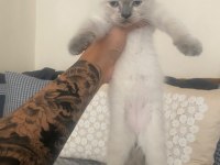 British shorthair yavrular
