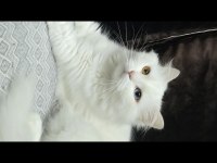 2 yaşındaki kedimiz takip koşulu sahiplendirilecektir