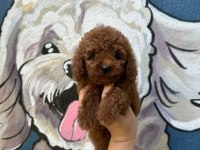 Ruhsatlı poodle evinden erkek dişi yavrularımız 