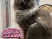 1 Yaşında British Longhair