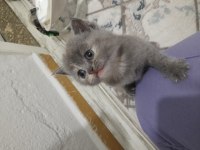 British shorthair dünyalar güzeli dişi kedimiz