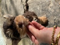 Ocaen pearl yorkshire terrier