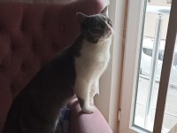 British Shorthair Kedimiz