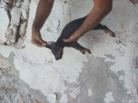 Doberman köpekler