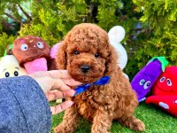 Sevimli Toy Poodle Yavrularımız