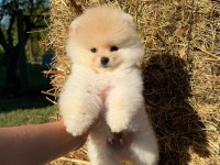 Orijinal safkan pomeranian boo bebeklerimiz