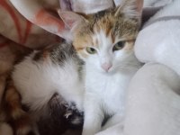 KEDİMİZE ACİL YUVA ARANIYOR