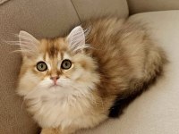 Golden british longhair bebeğimiz