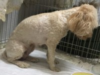 1.5 yaşında dişi poodle