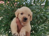 Golden retriever uygun ve güzel