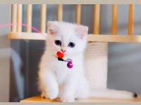 Sevgi dolu british shorthair dişi