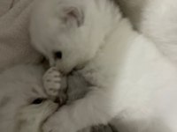 Silver point british shorthair