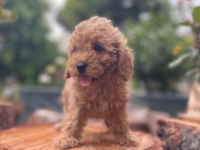 Sağlık garantili karma aşıları yapılmış yavrular toy poodle