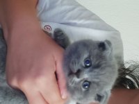 Scottish fold yavruları