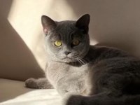 British shorthair kedisi