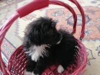 Terrier maltese 4 aylık erkektir