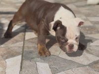 Egzotik ingiliz bulldog yavrularımız