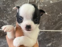 Teacup orjinal chihuahua yavrular