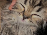 Scottish longhair golden tabby