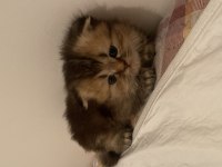 Nadir bulunan cinsler british longhair