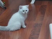 Birbirinde sevimli oyuncu bebek kediler