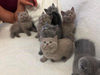 BRITISH SHORTHAIR 2 AYLIK YAVRULARIMIZ