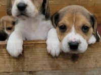 Beagle yavrularımız ırk garantilidir