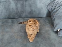 2 aylık golden spotted scottish fold