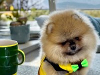 Show class pomeranian boo erkek yavru